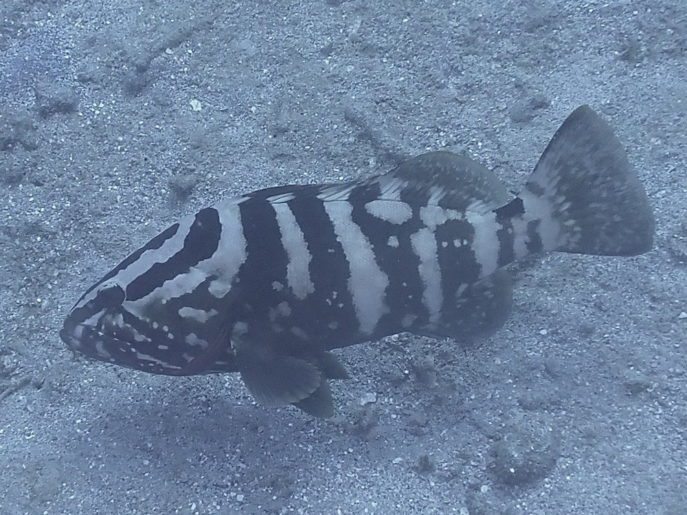 Cherna criolla (Epinephelus striatus)