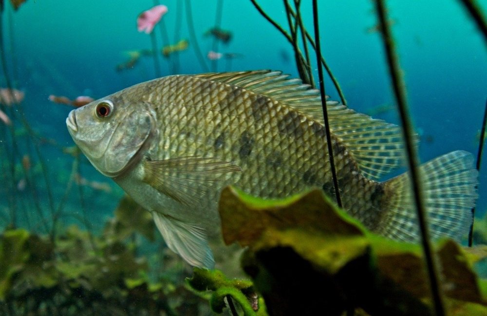 Oreochromis niloticus (Oreochromis niloticus)