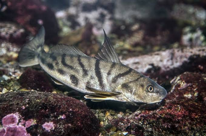 Northern kingcroaker (Menticirrhus saxatilis)