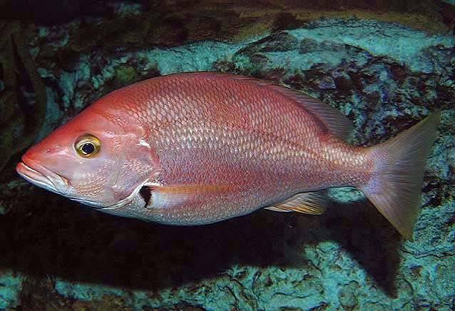 Northern red snapper (Lutjanus campechanus)