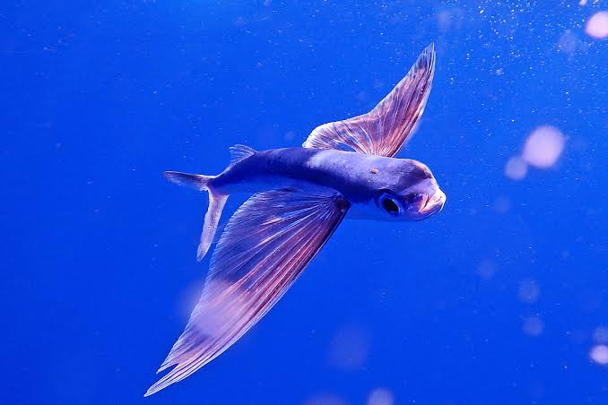 Oceanic two-wing flyingfish (Exocoetus obtusirostris)