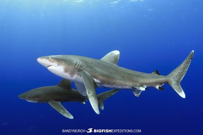 Tiburón oceánico (Carcharhinus longimanus)