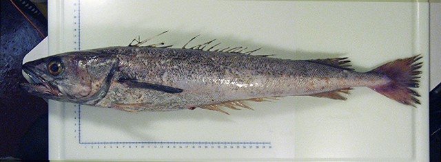 Offshore silver hake (Merluccius albidus)