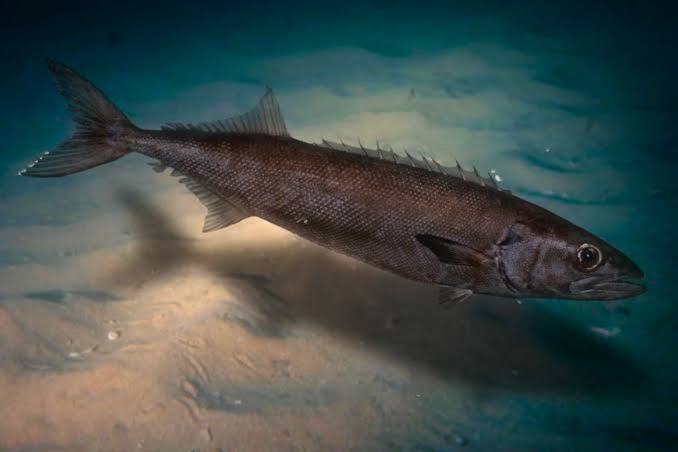 Escolar clavo (Ruvettus pretiosus)