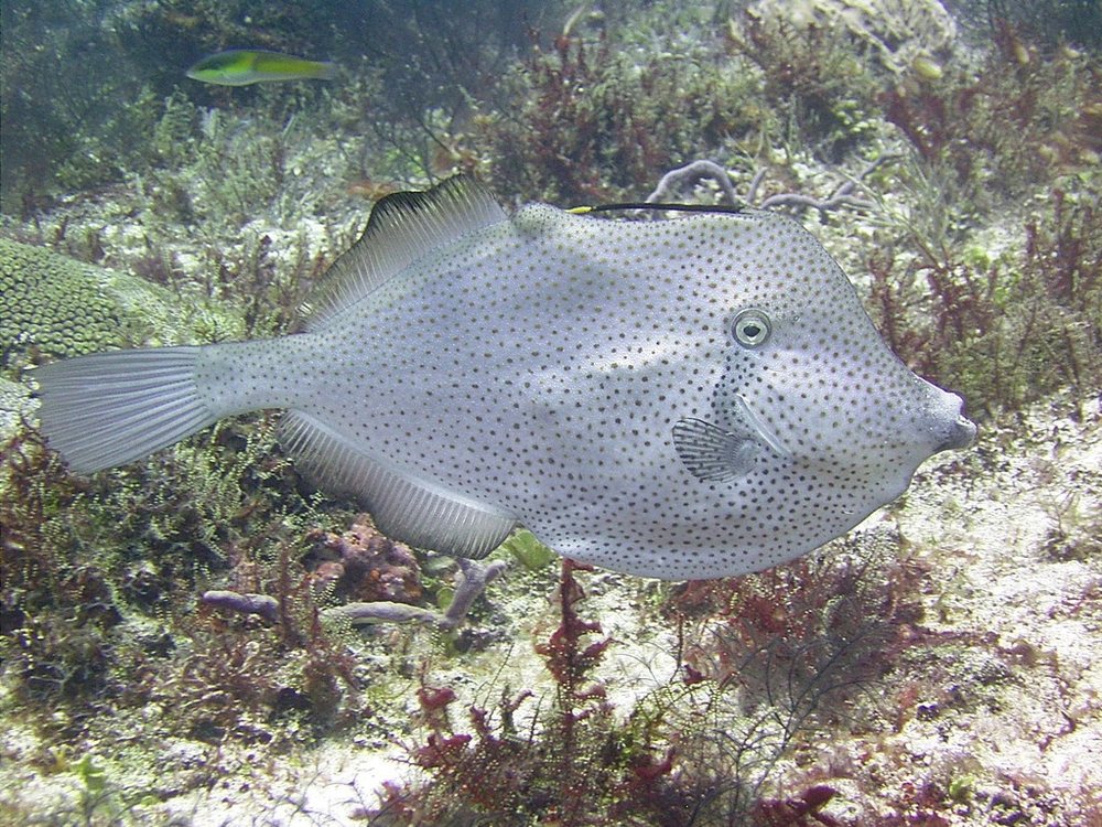 Cachúa perra (Aluterus schoepfii)