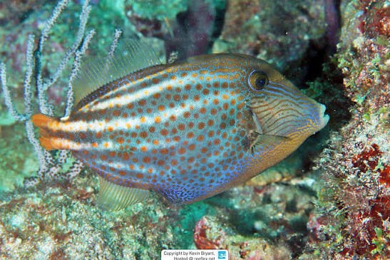 Lija pintada (Cantherhines pullus)
