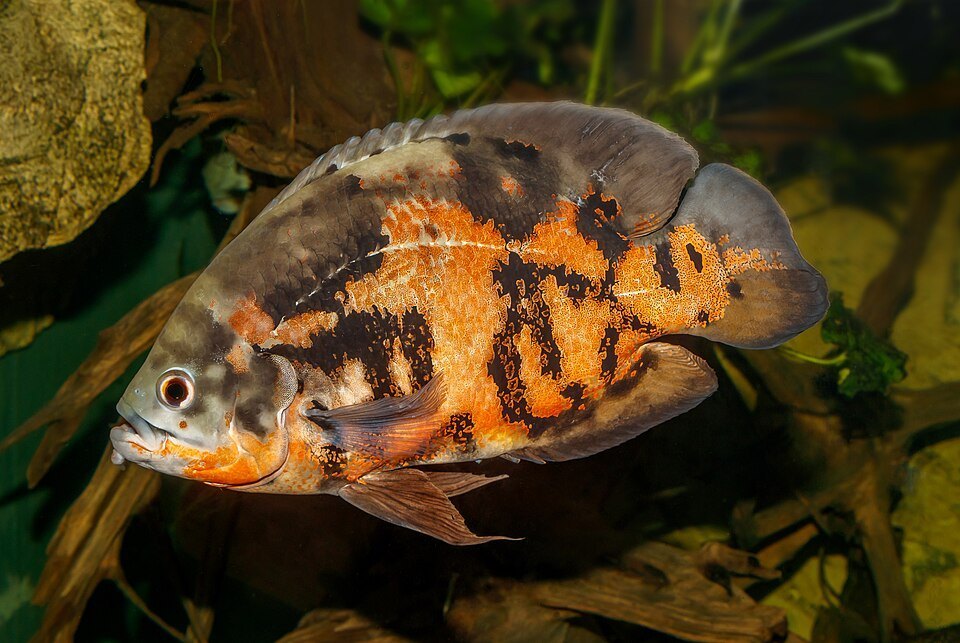 Oscar (Astronotus ocellatus)