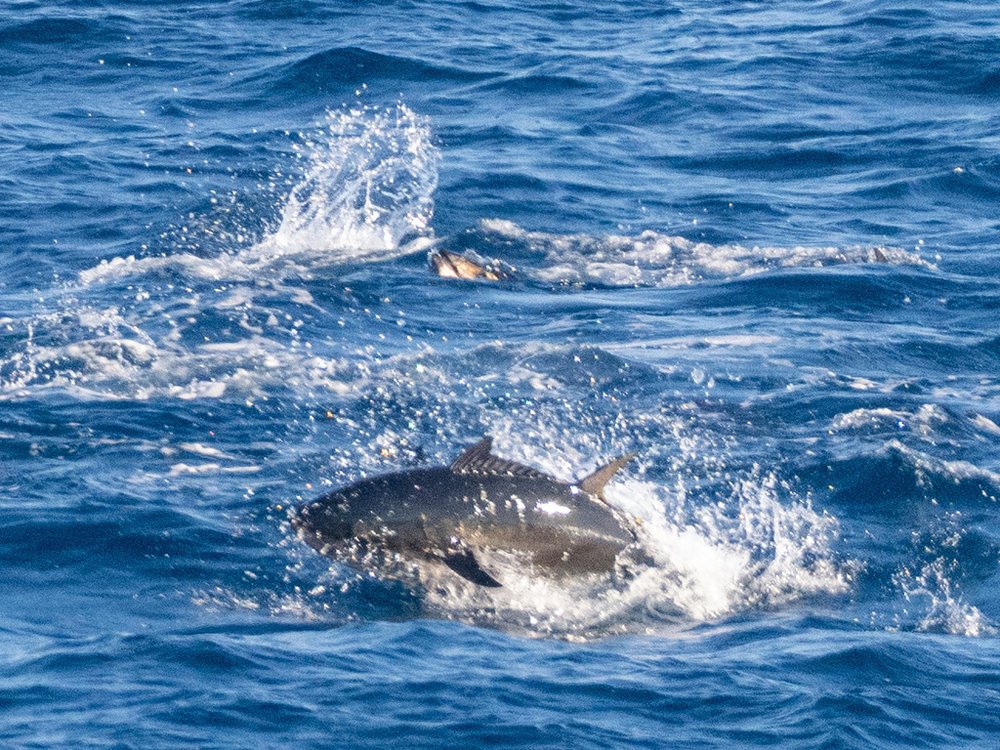 Atún aleta azul del Pacífico (Thunnus orientalis)