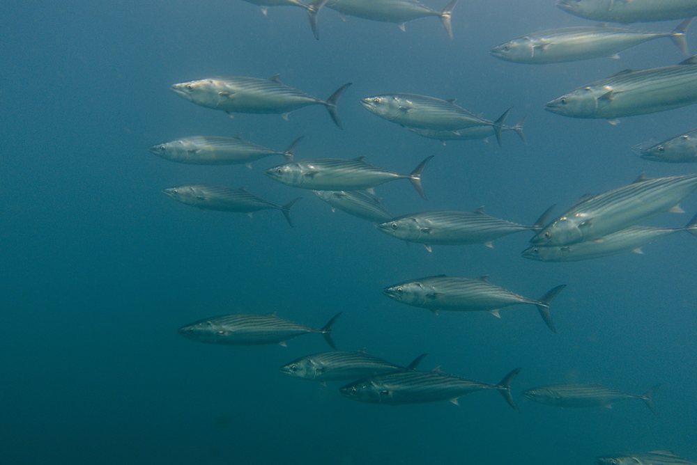 Pacific bonito (Sarda chiliensis)