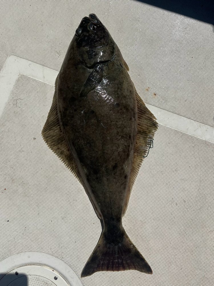 Halibut del Pacífico (Hippoglossus stenolepis)
