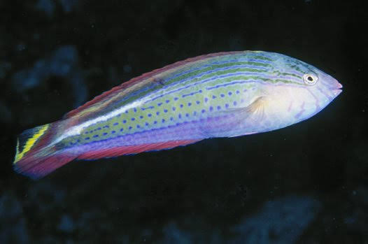 Painted wrasse (Halichoeres caudalis)