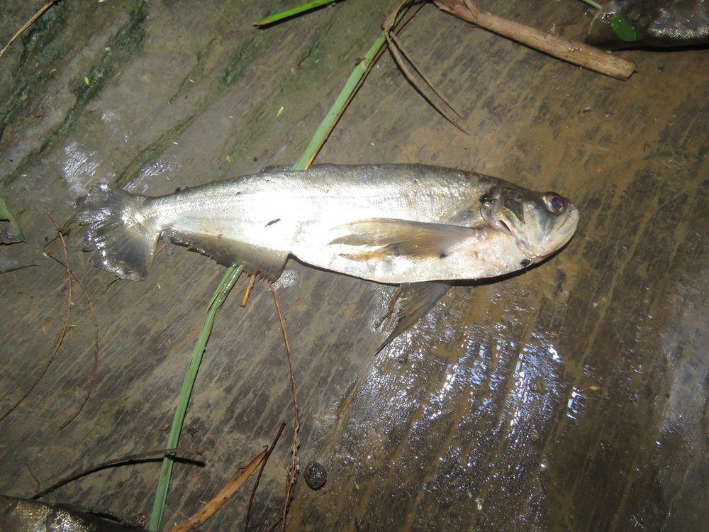 Payara (pez vampiro, cachorra) (Hydrolycus scomberoides)