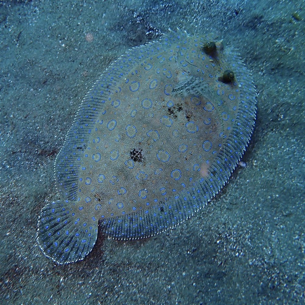 Peacock flounder (Bothus lunatus)