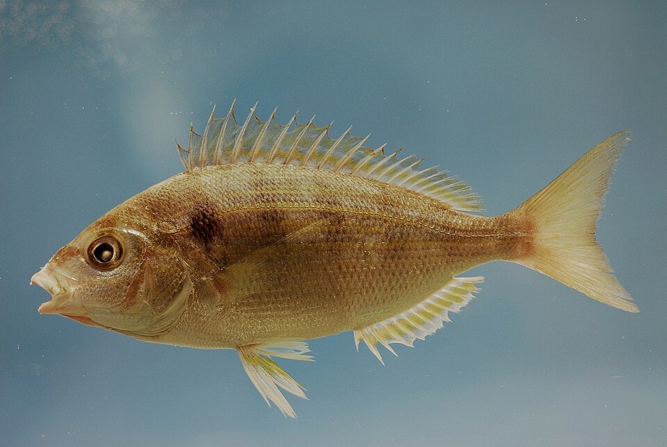 Sargo espina (Lagodon rhomboides)