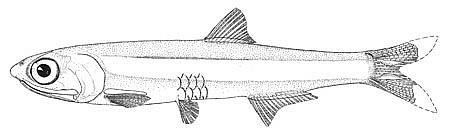 Poey’s anchovy (Anchoviella perfasciata)