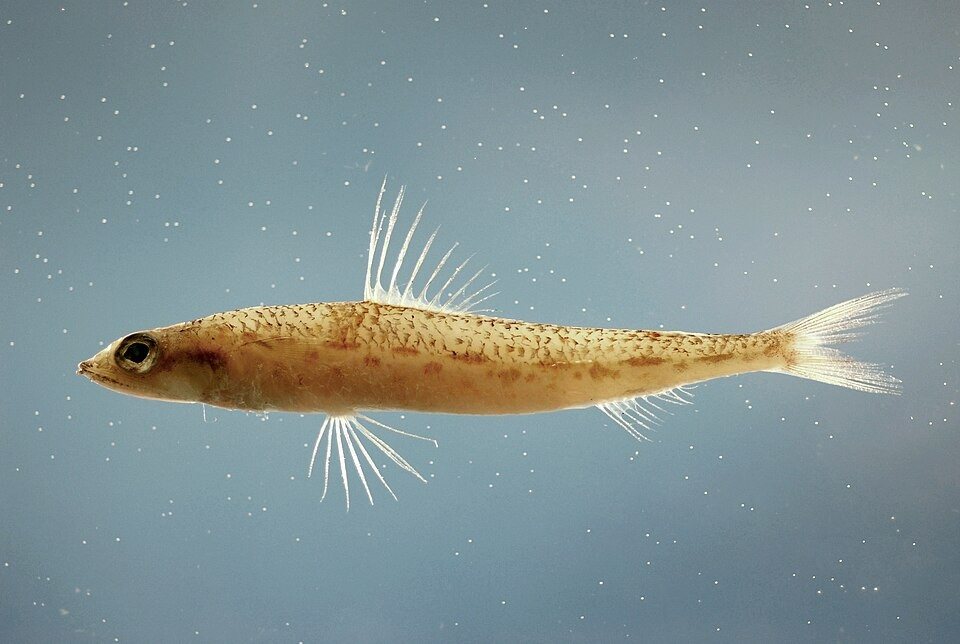 Poey’s lizardfish (Synodus poeyi)