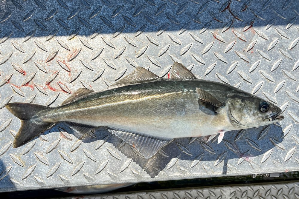 Pollock (Pollachius virens)