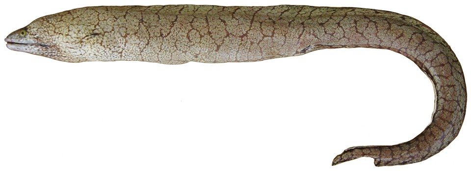 Gymnothorax polygonius (Gymnothorax polygonius)