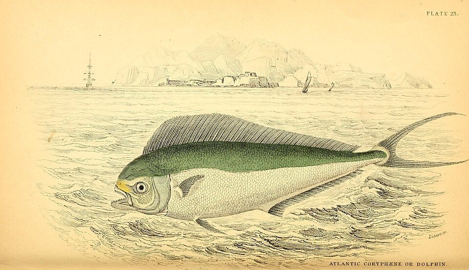 Pompano dolphinfish (Coryphaena equiselis)