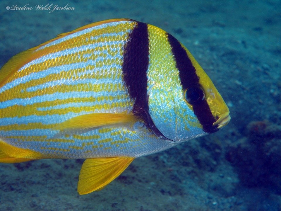 Burro catalina (Anisotremus virginicus)