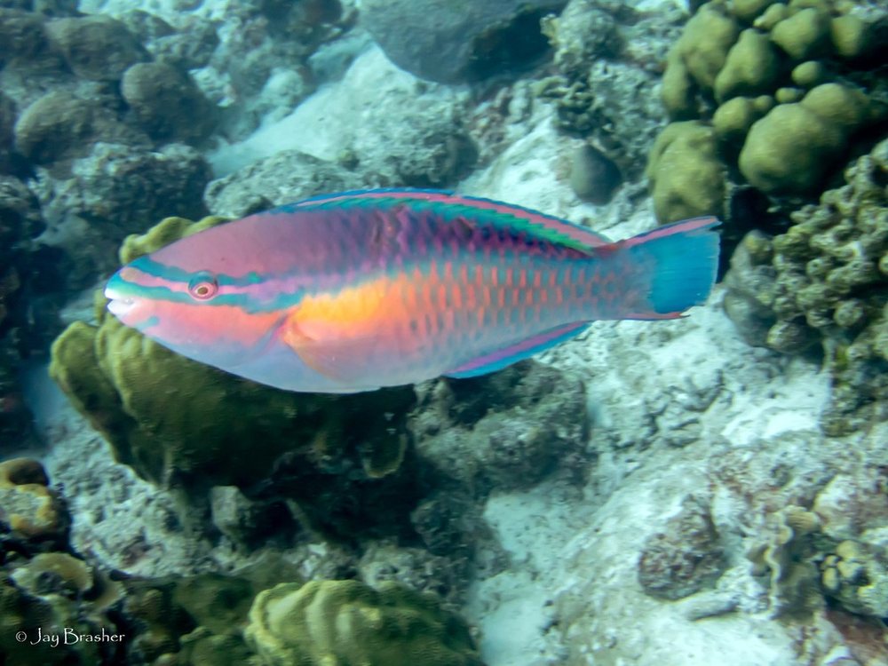 Princess parrotfish (Scarus taeniopterus)
