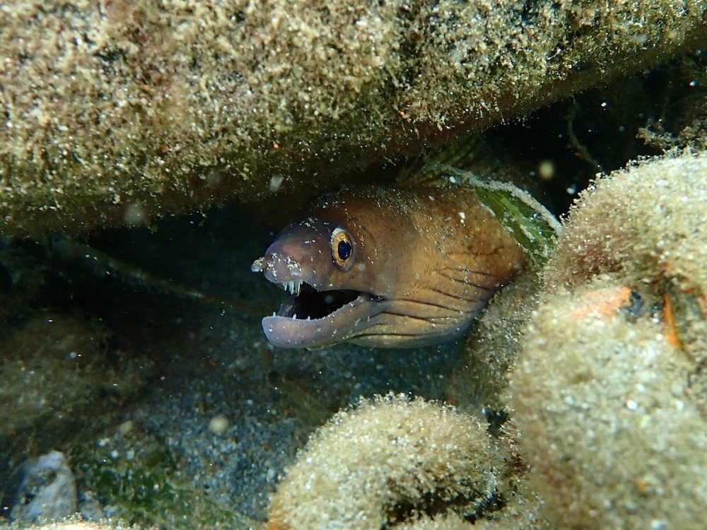 Purplemouth moray (Gymnothorax vicinus)