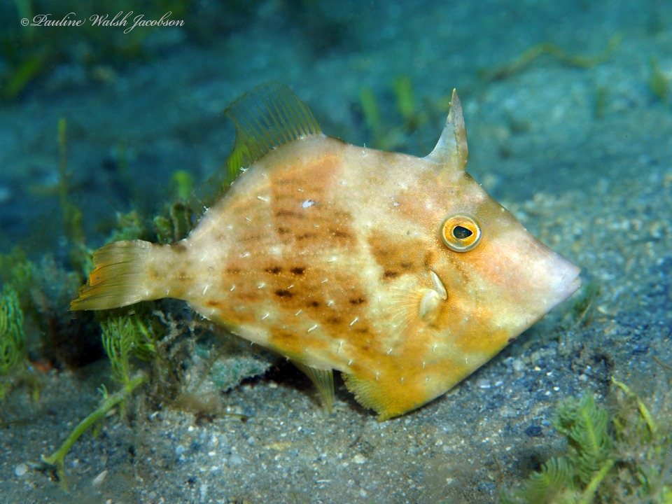 Lija de hebra (Stephanolepis setifer)