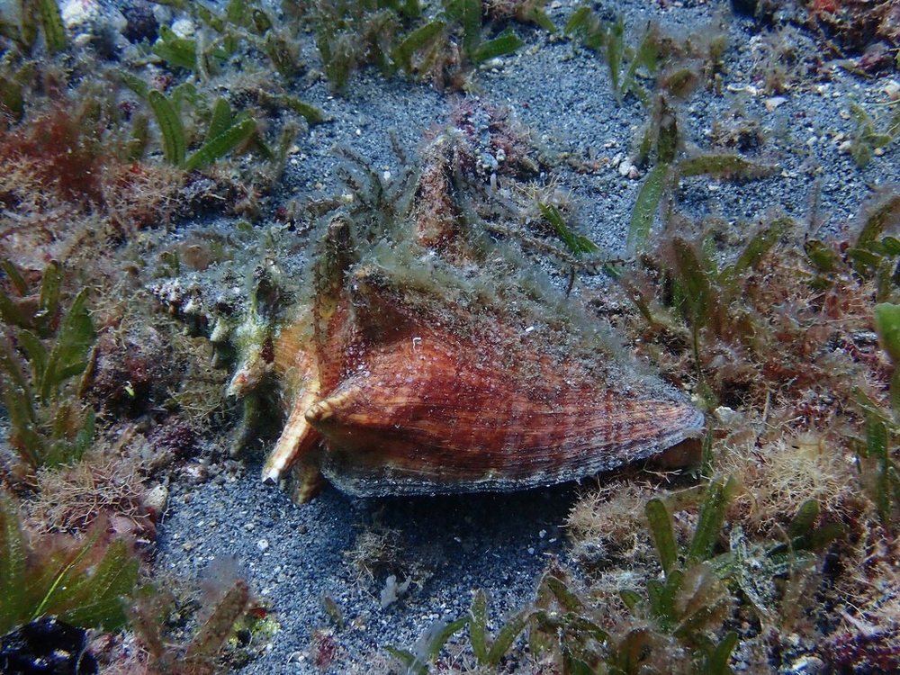 Cobo rosado (Aliger gigas)