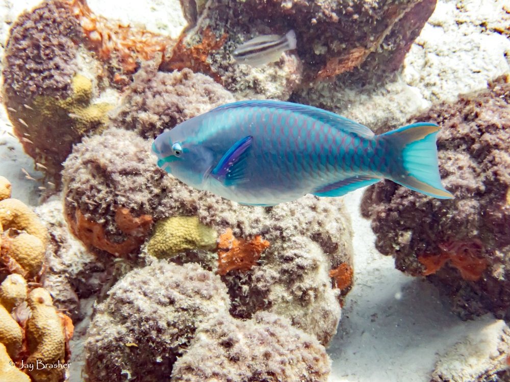 Loro perico (Scarus vetula)