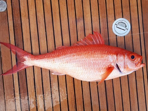 Pargo cachucho (Etelis oculatus)