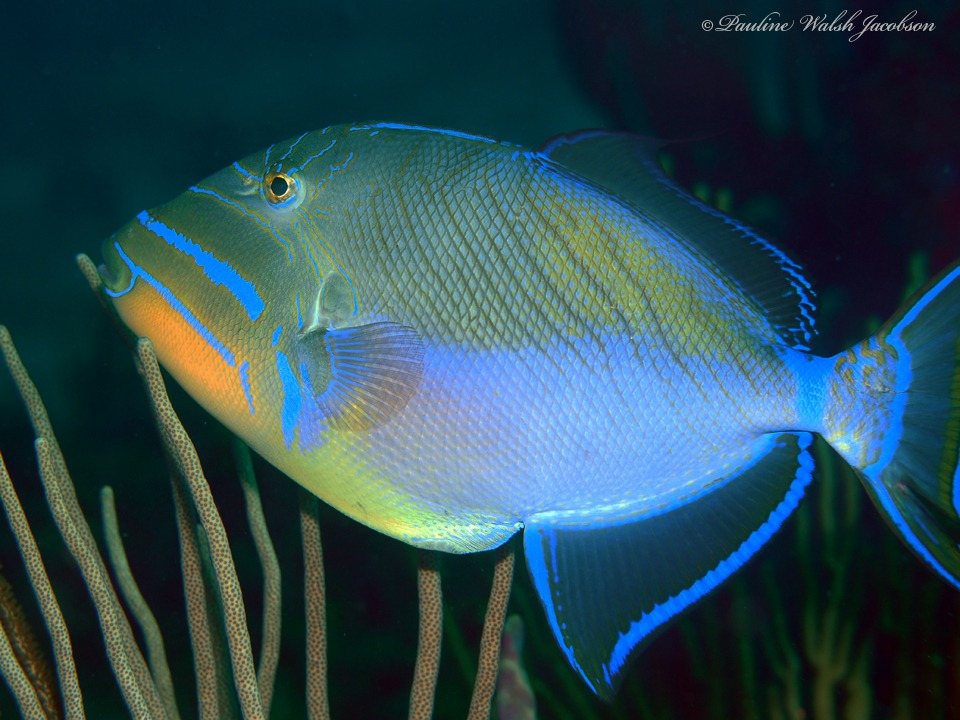 Queen triggerfish (Balistes vetula)