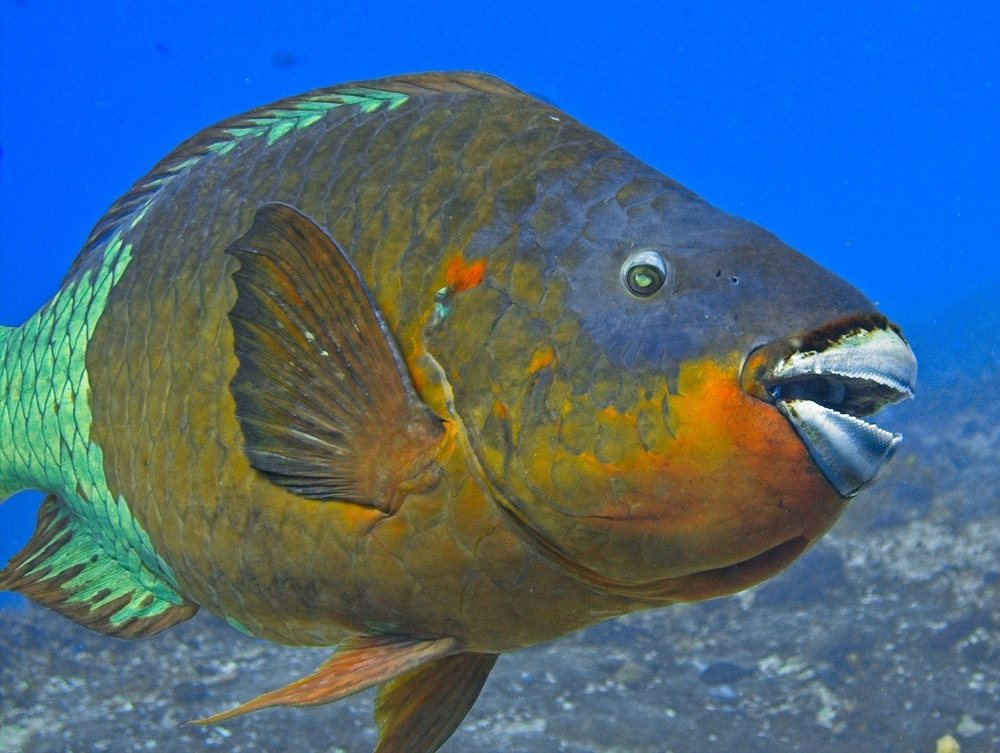 Loro guacamayo (Scarus guacamaia)