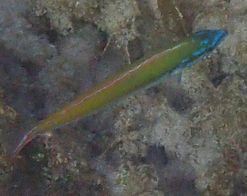 Halichoeres pictus (Halichoeres pictus)