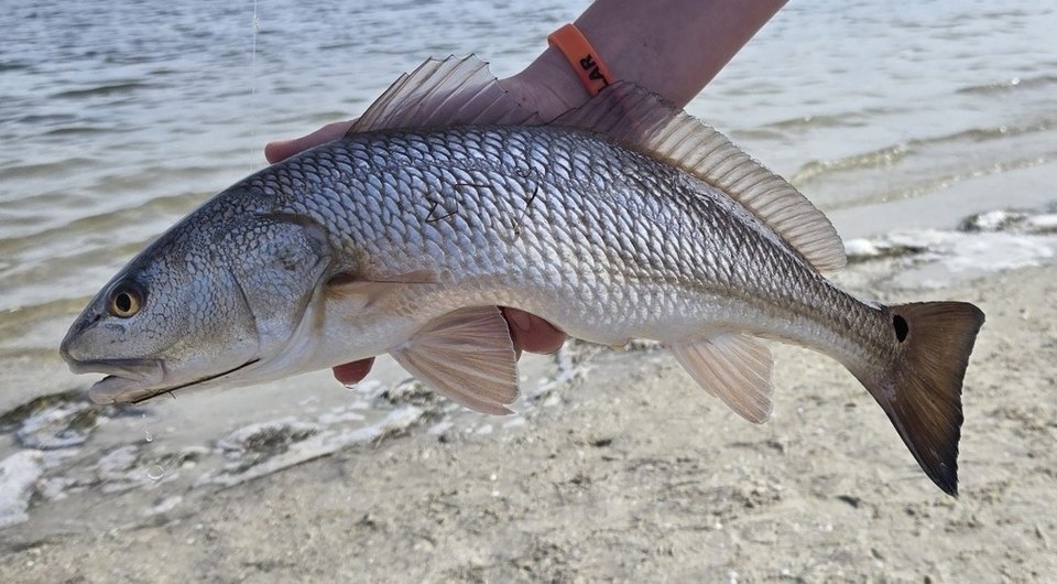 Corvina roja (pez rojo) (Sciaenops ocellatus)