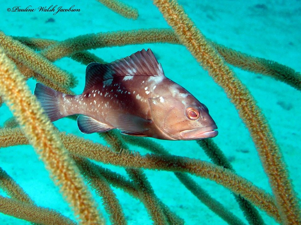 Mero americano (Epinephelus morio)