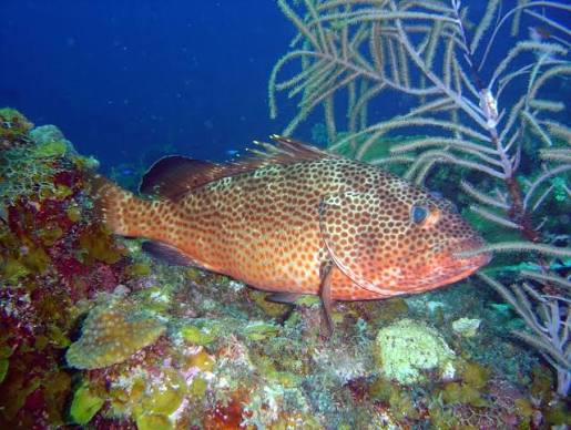 Mero colorado (Epinephelus guttatus)
