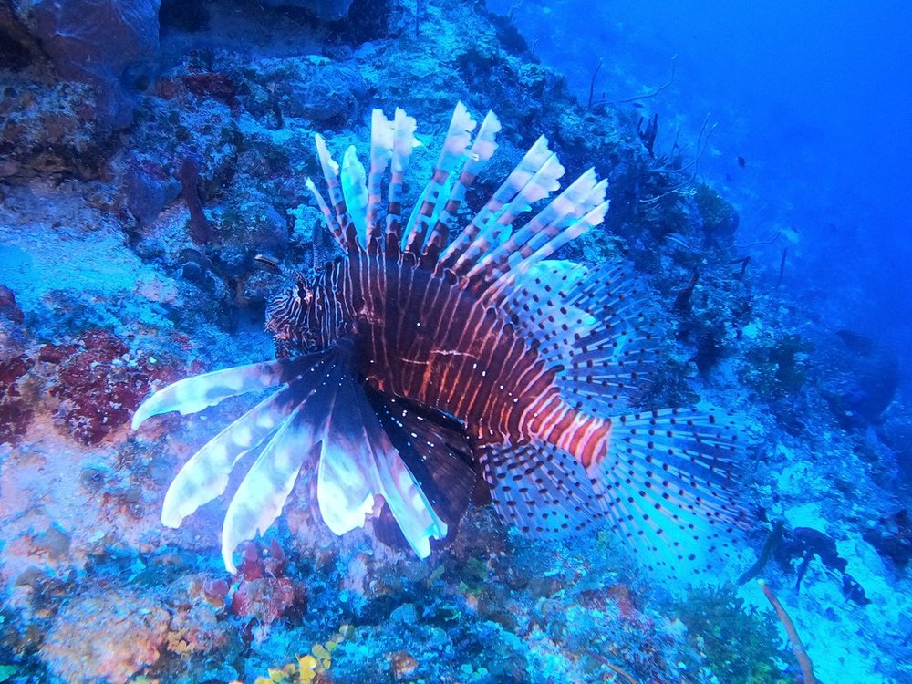 Pterois volitans (Pterois volitans)