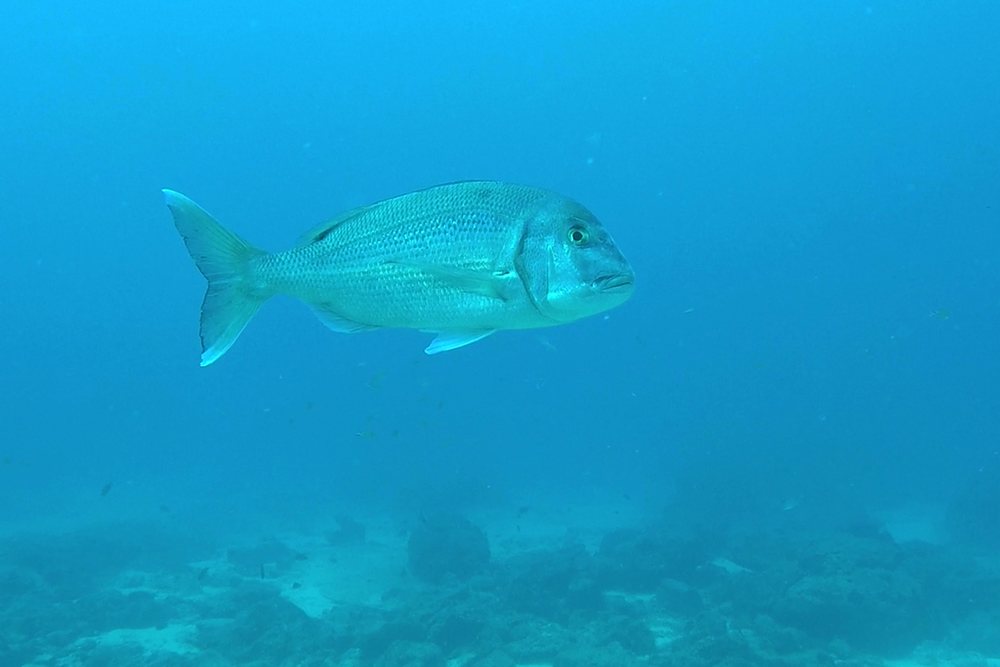 Red porgy (Pagrus pagrus)