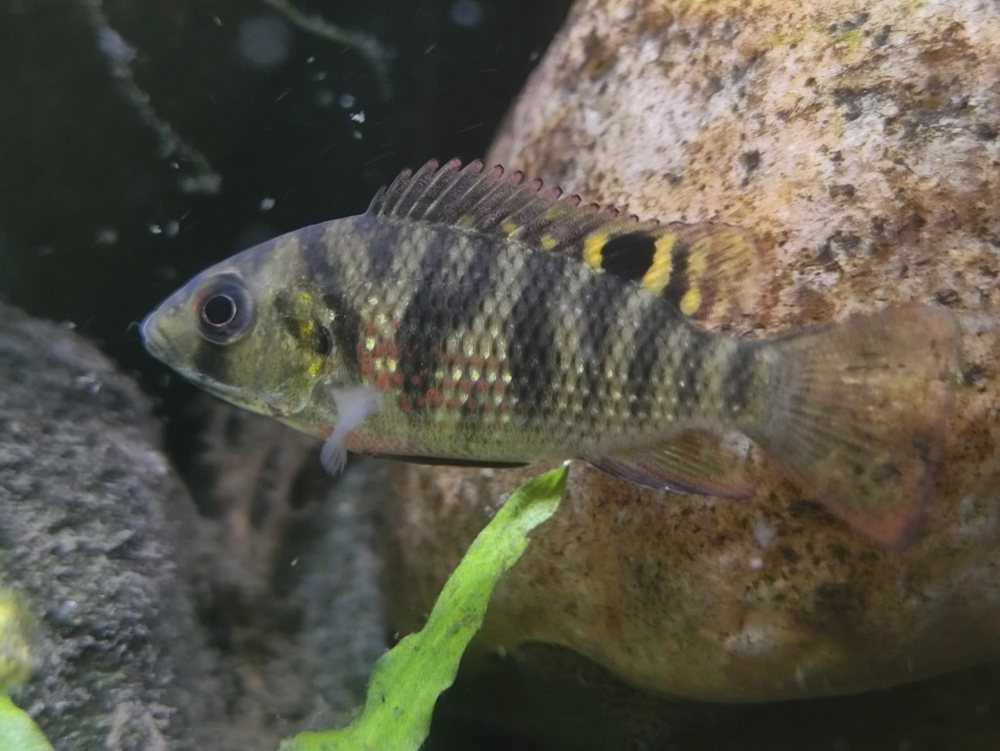 Redbelly tilapia (Coptodon zillii)