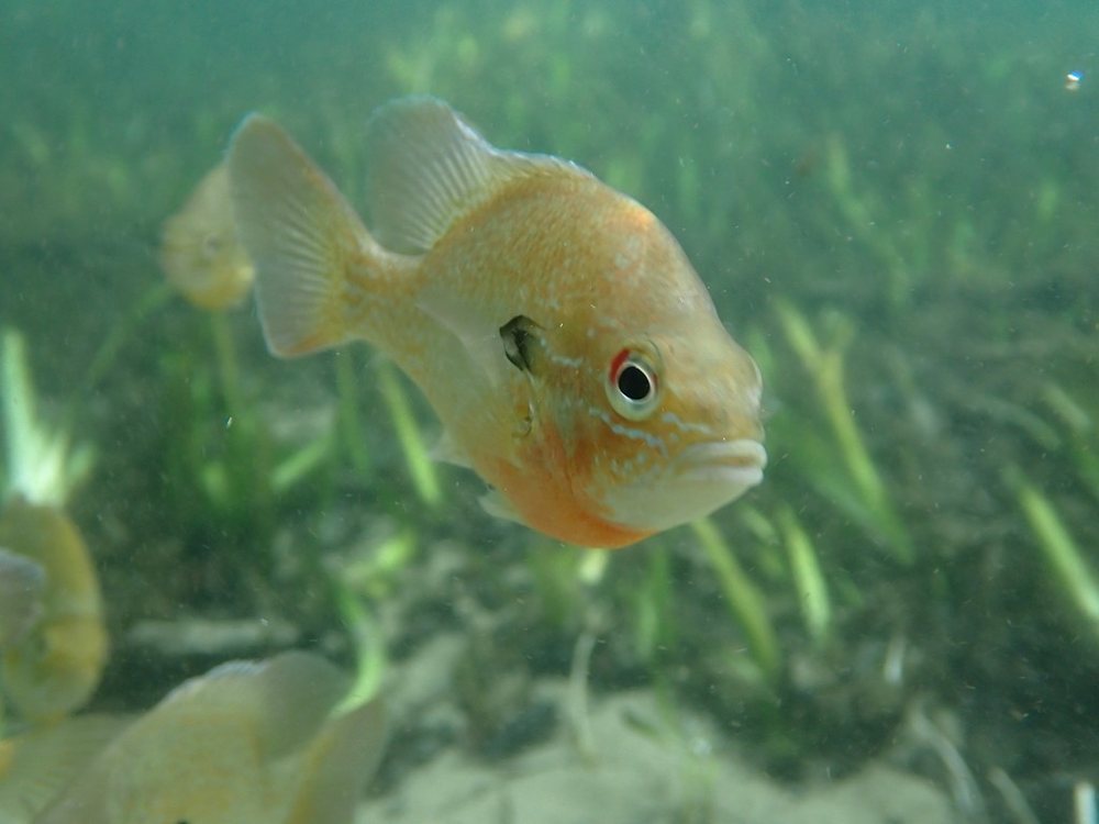 Redbreast sunfish (Lepomis auritus)