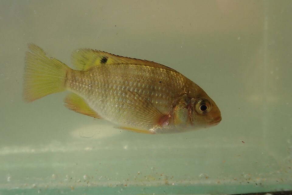 Redbreast tilapia (Coptodon rendalli)