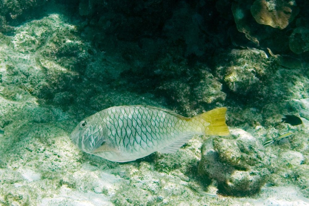 Loro pardo (Sparisoma rubripinne)