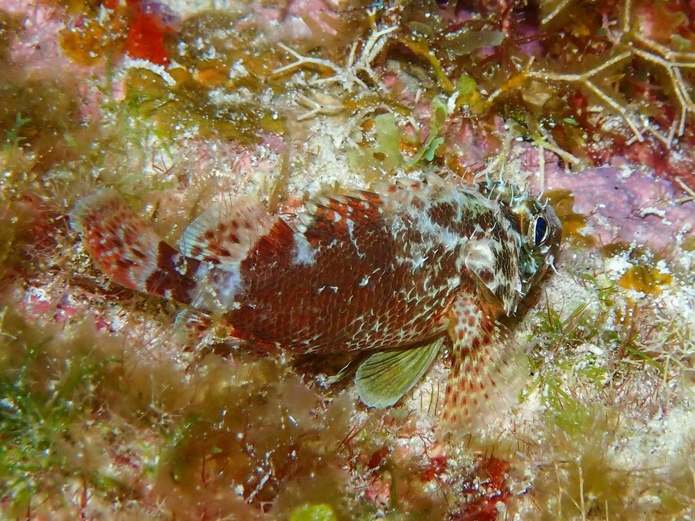 Scorpaenodes caribbaeus (Scorpaenodes caribbaeus)