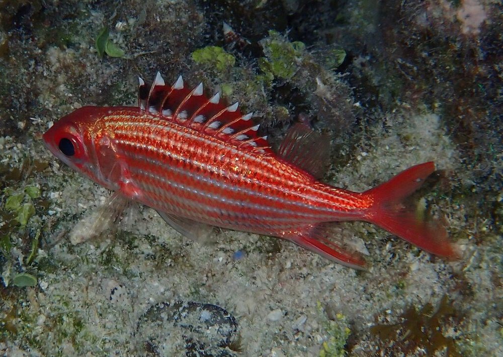 Sargocentron coruscum (Sargocentron coruscum)
