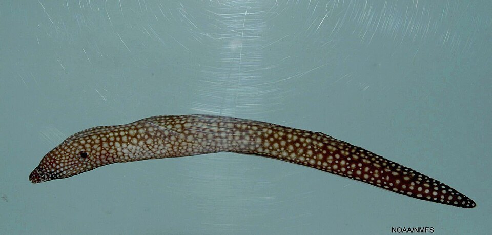 Reticulate moray (Muraena retifera)