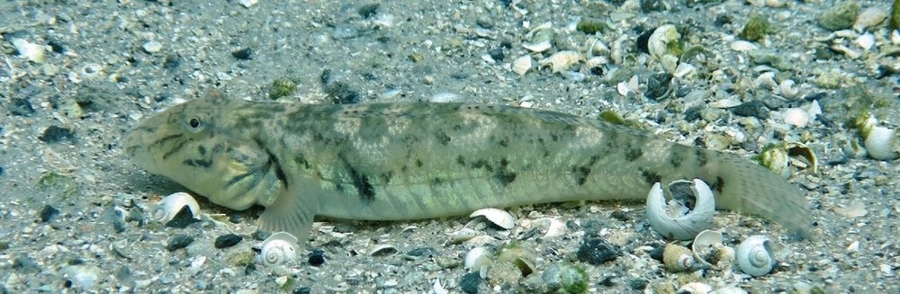 River goby (Awaous banana)