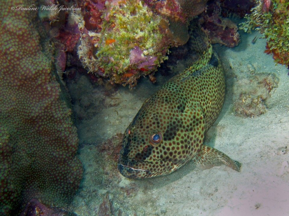 Epinephelus adscensionis (Epinephelus adscensionis)