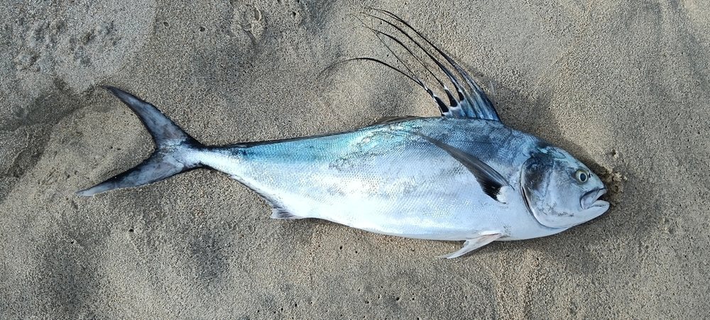 Roosterfish (Nematistius pectoralis)