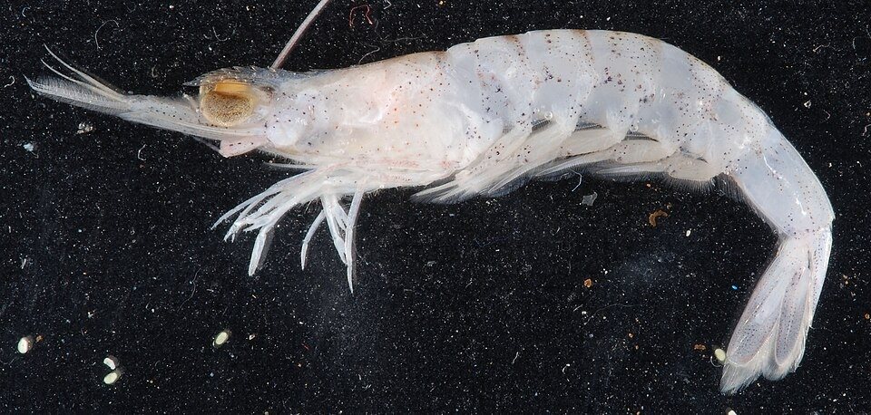 Camarón fijador (Rimapenaeus constrictus)