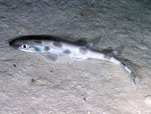 Roughtail catshark (Galeus arae)